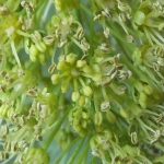 Blütenessenz BERGAHORN (Acer pseudoplatanus)