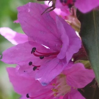 Blütenessenz BLUTWEIDERICH (Lythrum salicaria)