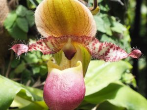 Blütenessenz FRAUENSCHUH (Paphiopedilum)