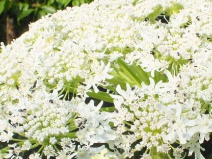 Blütenessenz HERKULESSTAUDE (Heracleum mantegazzianum)