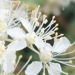 Blütenessenz MÄDESÜSS (Filipendula ulmaria)