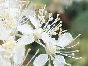 Blütenessenz MÄDESÜSS (Filipendula ulmaria)