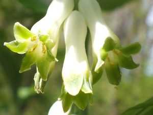 Blütenessenz SALOMONSSIEGEL (Polygonatum multiflora)