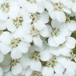 Blütenessenz SCHAFGARBE, WEISS (Achillea millefolium)