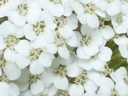 Blütenessenz SCHAFGARBE, WEISS (Achillea millefolium)