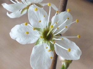 Blütenessenz SCHLEHE (Prunus spinosa)