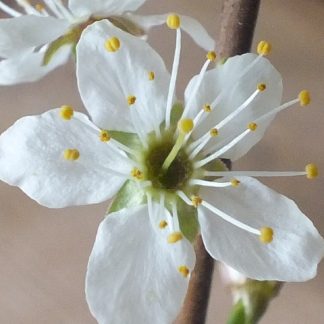 Blütenessenz SCHLEHE (Prunus spinosa)