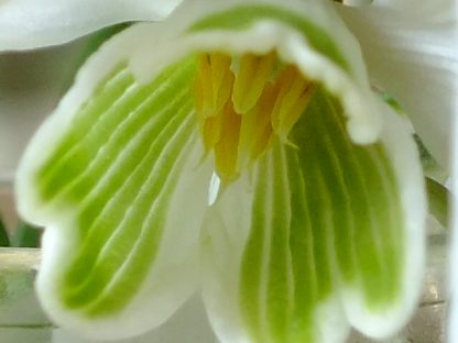 Blütenessenz SCHNEEGLÖCKCHEN (Galanthus nivalis)