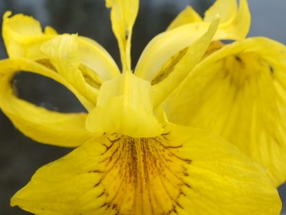 Blütenessenz WASSER-SCHWERTLILIE (Iris pseudacorus)