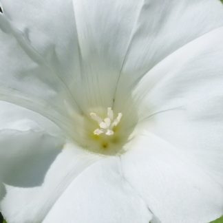 Blütenessenz ZAUNWINDE (Calystegia sepium)