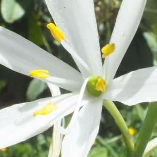 Blütenessenz GRASLILIE, ASTLOSE (Anthericum liliago)
