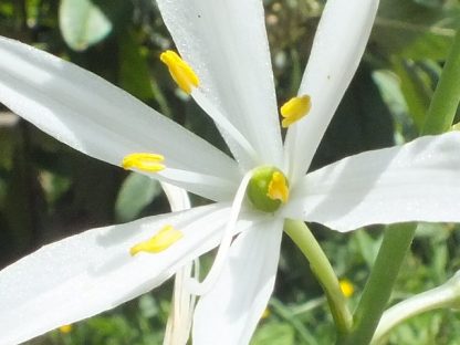 Blütenessenz GRASLILIE, ASTLOSE (Anthericum liliago)