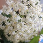 Blütenessenz HOLUNDER (Sambucus nigra)