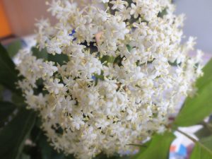 Blütenessenz HOLUNDER (Sambucus nigra)