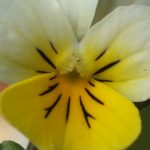 Blütenessenz STIEFMÜTTERCHEN, WILDES (Viola tricolor)