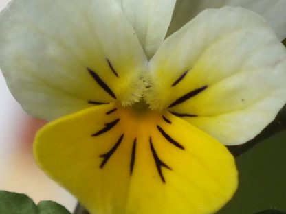 Blütenessenz STIEFMÜTTERCHEN, WILDES (Viola tricolor)
