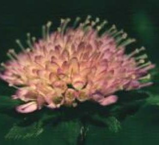 Blütenessenz ACKERWITWENBLUME (Knautea arvensis)