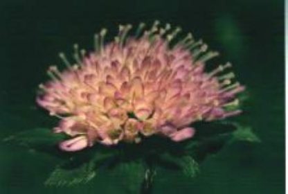 Blütenessenz ACKERWITWENBLUME (Knautea arvensis)