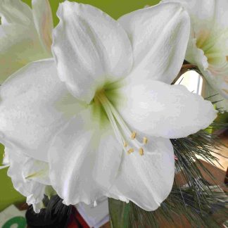 Blütenessenz WEISSE AMARYLLIS (Amaryllis Belladonna)