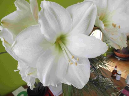 Blütenessenz WEISSE AMARYLLIS (Amaryllis Belladonna)