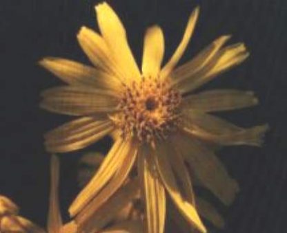 Blütenessenz ARNIKA (Arnica montana)