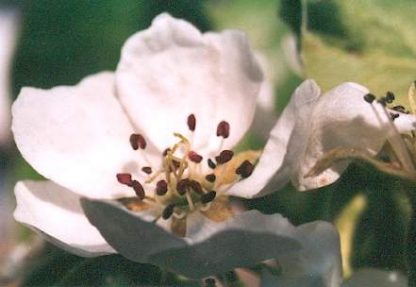 Blütenessenz BIRNE (Pyrus communis)