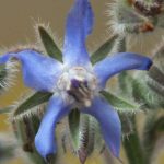 Blütenessenz BORRETSCH (Borago officinalis)