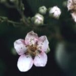 Blütenessenz ROSA BROMBEERE (Rubus praecox)