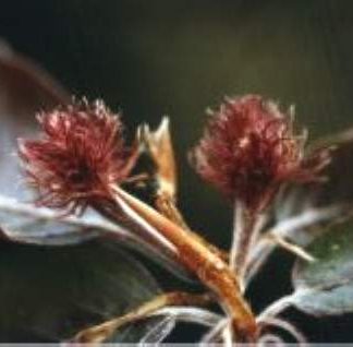 Blütenessenz BUCHE (Fagus sylvatica)