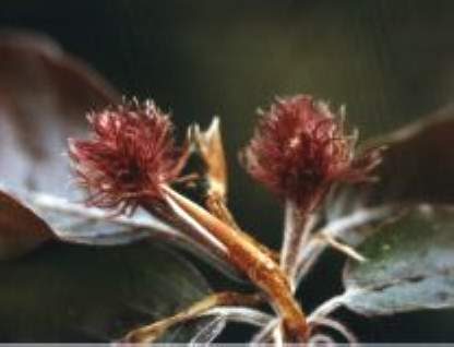 Blütenessenz BUCHE (Fagus sylvatica)