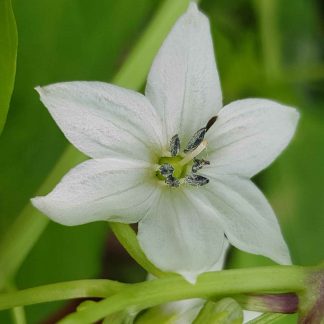 Blütenessenz CAYENNE (Capsicum annuum)