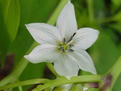 Blütenessenz CAYENNE (Capsicum annuum)