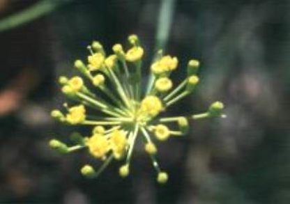 Blütenessenz DILL (Anethum graveolens)