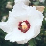 Blütenessenz EIBISCH (Althaea officinalis)