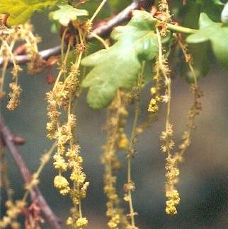 Blütenessenz EICHE (Quercus robur)