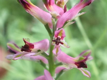 Blütenessenz ERDRAUCH (Fumaria officinalis)