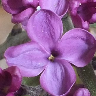Blütenessenz VIOLETTER FLIEDER (Syringa vulgaris)