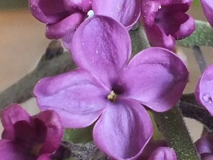 Blütenessenz VIOLETTER FLIEDER (Syringa vulgaris)