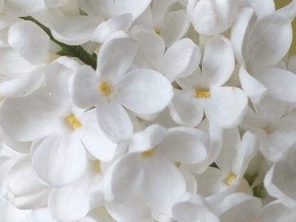 Blütenessenz WEISSER FLIEDER (Syringa vulgaris)