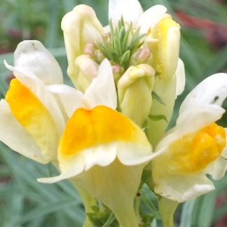 Blütenessenz FRAUENFLACHS (Linaria vulgaris)