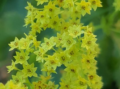 Blütenessenz FRAUENMANTEL (Alchemilla vulgaris)