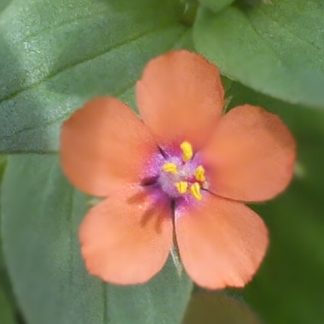 Blütenessenz GAUCHHEIL, ROTER (Anagallis arvensis)