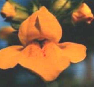 Blütenessenz GAUKLERBLUME (Mimulus guttatus)