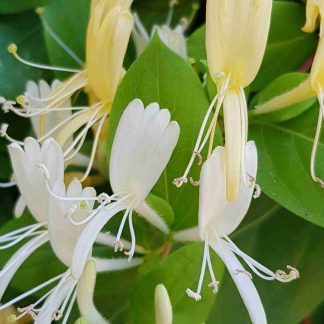 Blütenessenz GEISSBLATT (Lonicera caprifolium)