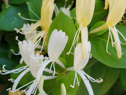Blütenessenz GEISSBLATT (Lonicera caprifolium)