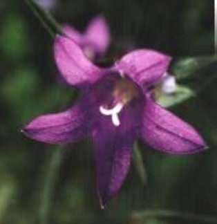 Blütenessenz BÜSCHEL-GLOCKENBLUME (Campunala glomerata)