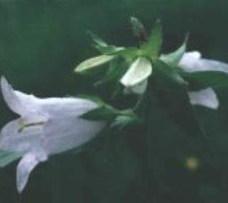 Blütenessenz NESSELBLÄTTRIGE GLOCKENBLUME (Campunala trachelium)