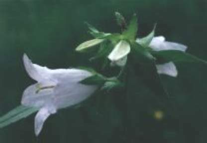Blütenessenz NESSELBLÄTTRIGE GLOCKENBLUME (Campunala trachelium)