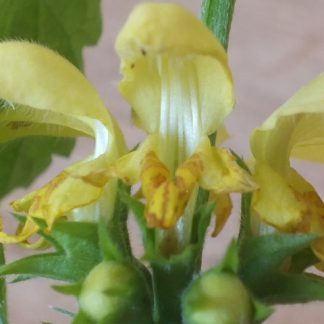 Blütenessenz GOLDNESSEL (Lamirum galeabadon)
