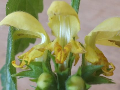 Blütenessenz GOLDNESSEL (Lamirum galeabadon)